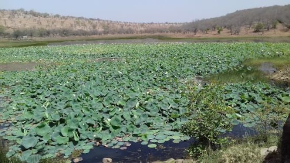 Bassi Wildlife Sanctuary-4